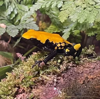 Pralešnička - Adelphobates galactonotus 'Orange'