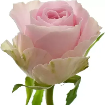 umělá květina Růžová růže BABYFACE 60 cm (M)