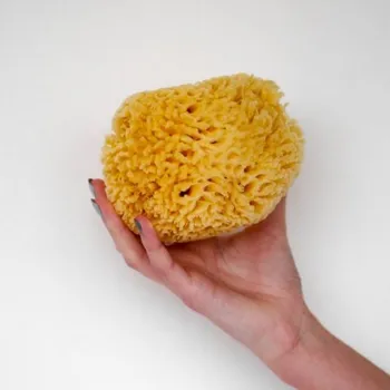 Odličovač Förster´s přírodní mycí mořská houba Karibská L