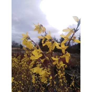 Sazenice Zlatice prostřední 'Goldzauber' 20-30 cm Ko1l