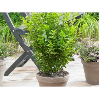 Sazenice Ptačí zob vejčitolistý 'Little Green Diamond' kontejner C2