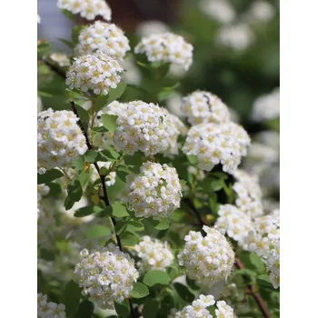 Sazenice Tavolník van Houtteův 10-30 cm QP60