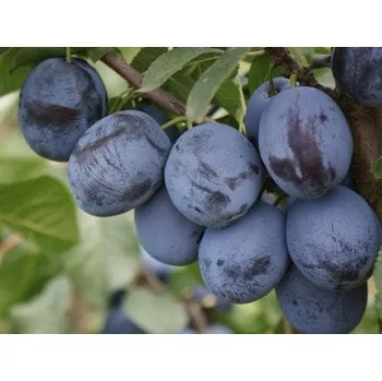 Sazenice Švestka 'Čačanská lepotica' Balení: prostokořenný stromek, Podnož: myrobalán, Tvar a výška: Vysokokmen