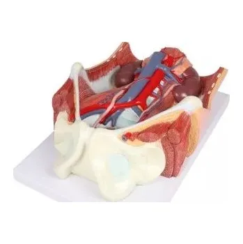 Močový systém, dvojí pohlaví, 6dílný