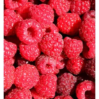 Sazenice Maliník jednouplodící ´OTTAWA´ 70-80 cm, kont. 2 l vyvázaný