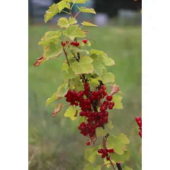 Sazenice Rybíz červený 'Jonkheer van Tets' 15-30 cm H9