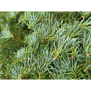 Sazenice Jedle ojíněná 'Hexe' Balení: bal nebo kontejner, Tvar: výška bude upřesněna