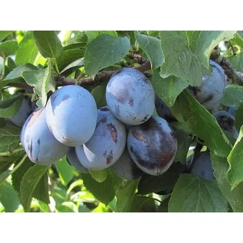 Sazenice Švestka 'Domácí' Balení: prostokořenný stromek, Podnož: myrobalán, Tvar a výška: Vysokokmen