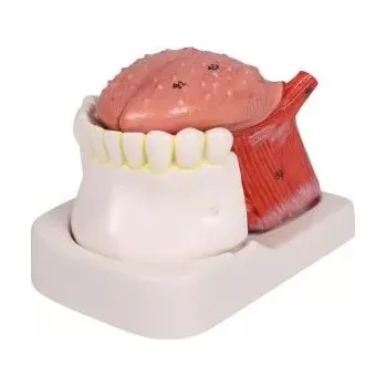 Model s jazykem a zuby, 4dílný