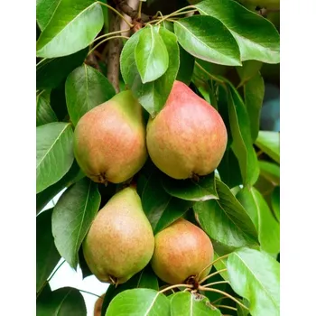 Sazenice Hrušeň sloupovitá 'Decora'