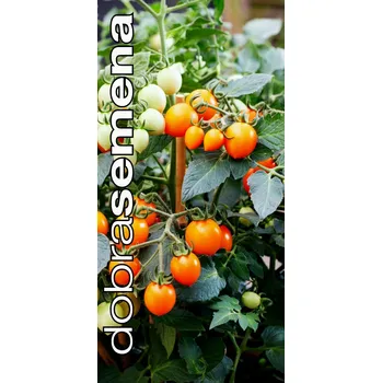 Semeno TINY TEMPTATIONS ORANGE 6 s