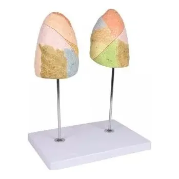 Model plic, 2-dílný