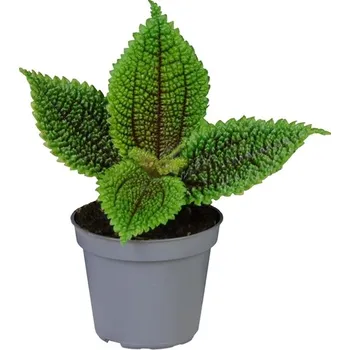 Gardners Pilea mollis Moon Valley, průměr 6 cm
