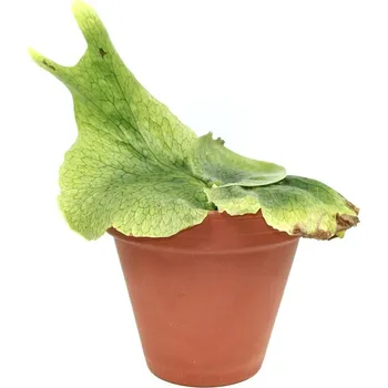 Gardners Platycerium superbum, průměr 12-14 cm Parožnatka