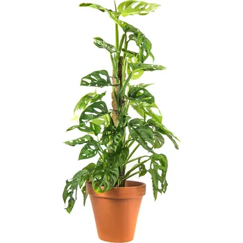 Gardners Monstera adansonii Monkey Mask s kokosovou vzpěrou, průměr 15-16 cm Monstera, Adansonova monstera, Švýcarský sýr Rostlina