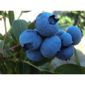 Sazenice Kanadská borůvka 'Jersey'