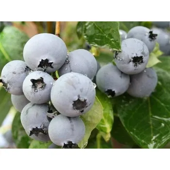 Sazenice Kanadská borůvka 'Poppins' Balení: kontejner C2,5