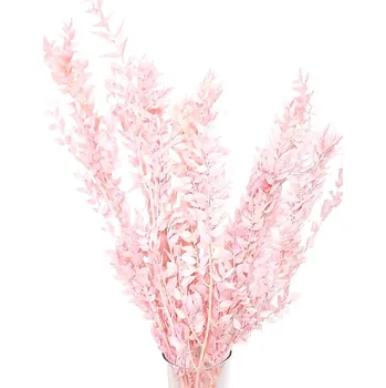 umělá květina Stabilizovaný ruskus (ruscus) kytice/svazek světle růžový nádech 50g