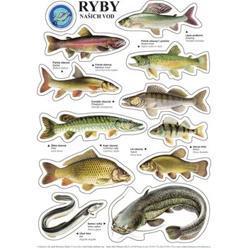 ČRS Sada samolepek ryb A4 11 ks