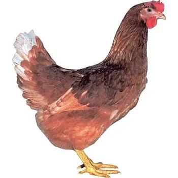 Kuřice Hnědá