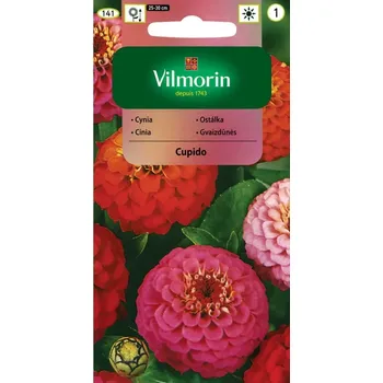 Semeno Ostálka sličná Cupido (nízká, směs) 10/2025