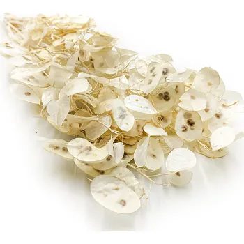 Mech-mech.cz Měsíčnice sušená květina