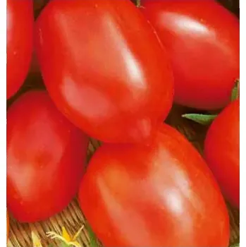 Semeno Rajče keříčkové Denár - osivo, 1 g