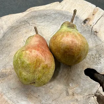 Sušená potravina BIO hrušky Bohemica, 480-520 g