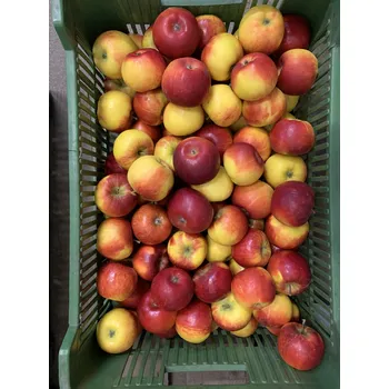 SISPO jablka Topaz, min. 2 kg