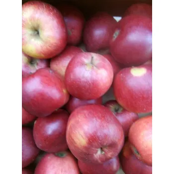 Sušené ovoce BIO jablka Bohemia, min. 2 kg