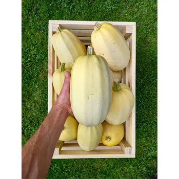 Špagetová dýně, min. 1,7 kg