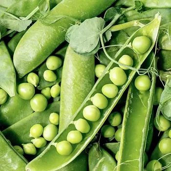 Semeno Hrách Zázrak z Kelvedonu - raný velkozrnný - osivo, 20 g