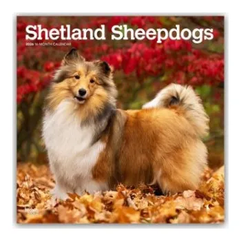 Diář Shetland Sheepdogs - Shetland Sheepdog - Sheltie 2026 - 16-Monatskalender (EN)
