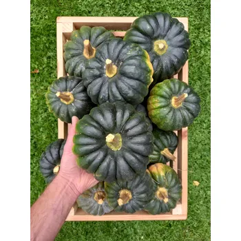 Dýně Futsu Black, min. 1,7 kg