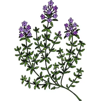 Koření BIO tymián z Bílých Karpat, sušený - celé stonky, 7 g