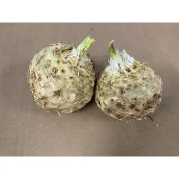 Semeno Celer bulvový, min. 1 kg