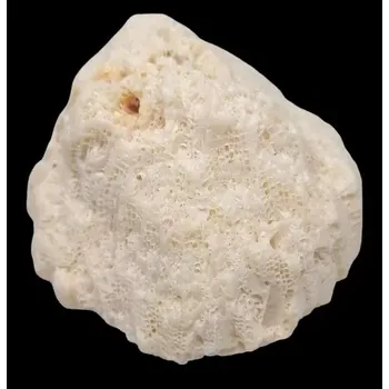 Přírodní kámen Korál přírodní z Jihočínského moře, váha 64 g