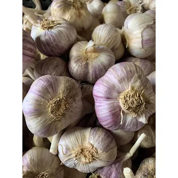 Cibulovina Český česnek paličák - Ivan, min. 5 kg