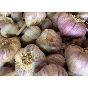 Cibulovina Český česnek paličák - Karel IV., 1 kg