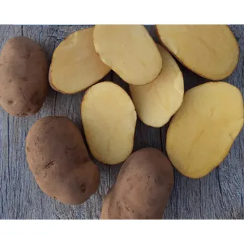 Zelenina Brambory Agria - typ C, 10 kg