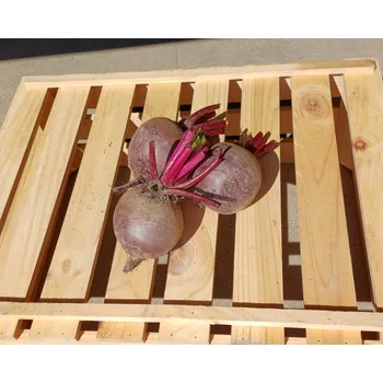 Semeno IPZ řepa červená salátová, min. 1 kg