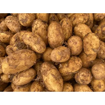 Semeno Rané brambory - typ B, min. 1 kg