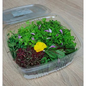 Semeno Microgreens mix salát - Exclusive, 100 g