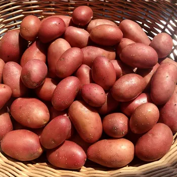 Semeno BIO brambory Laura - typ AB, min. 4 kg