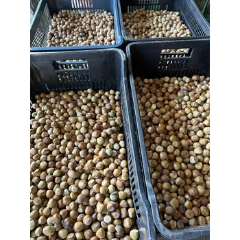 SISPO lískové oříšky nevyloupané, 500 g