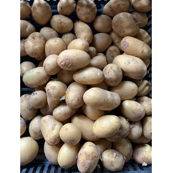 Semeno Malé rané konzumní brambory do trouby - varný typ B, 1 kg