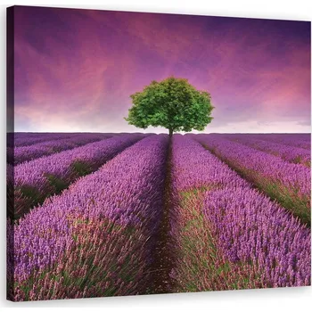 Obraz OBRAZ NA PLÁTNĚ Strom a levandulové pole