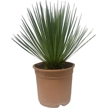 Sazenice Yucca rostrata 60 cm, 21 cm