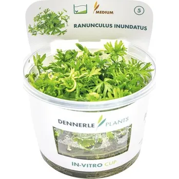 Akvarijní rostlina Vodní rostlina In-Vitro Pryskyřník vodní - Ranunculus inundatus