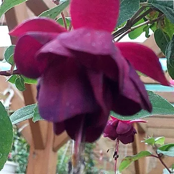 Jollies Trailing Tulle 1096 F